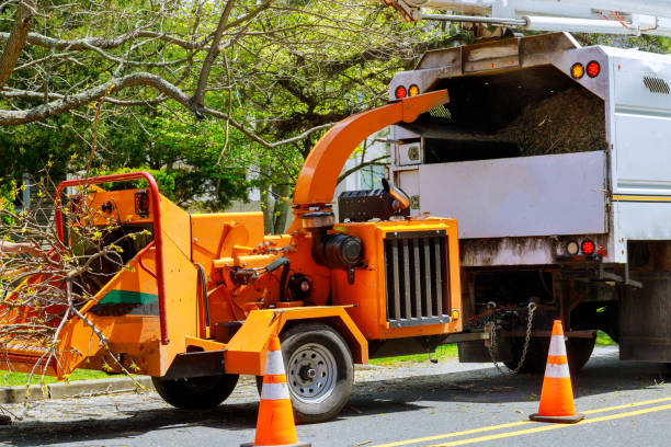 Best Fruit Tree Pruning  in Bradford, PA