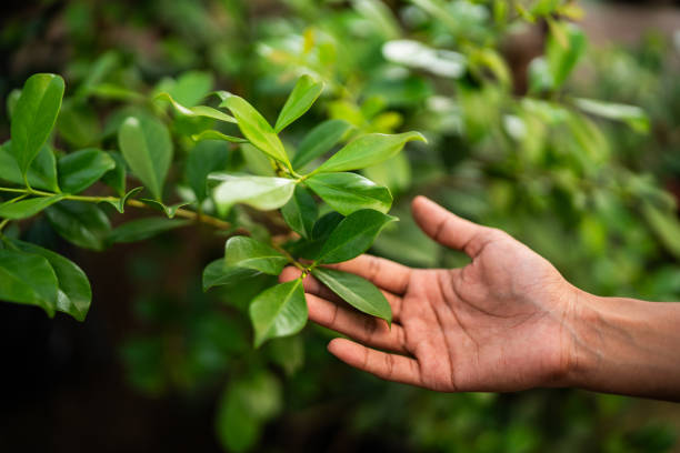 How Our Tree Care Process Works  in  Bradford, PA